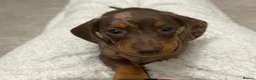 Miniature Dachshund dogs for sale: Miniature Dachshund  - Advert 3