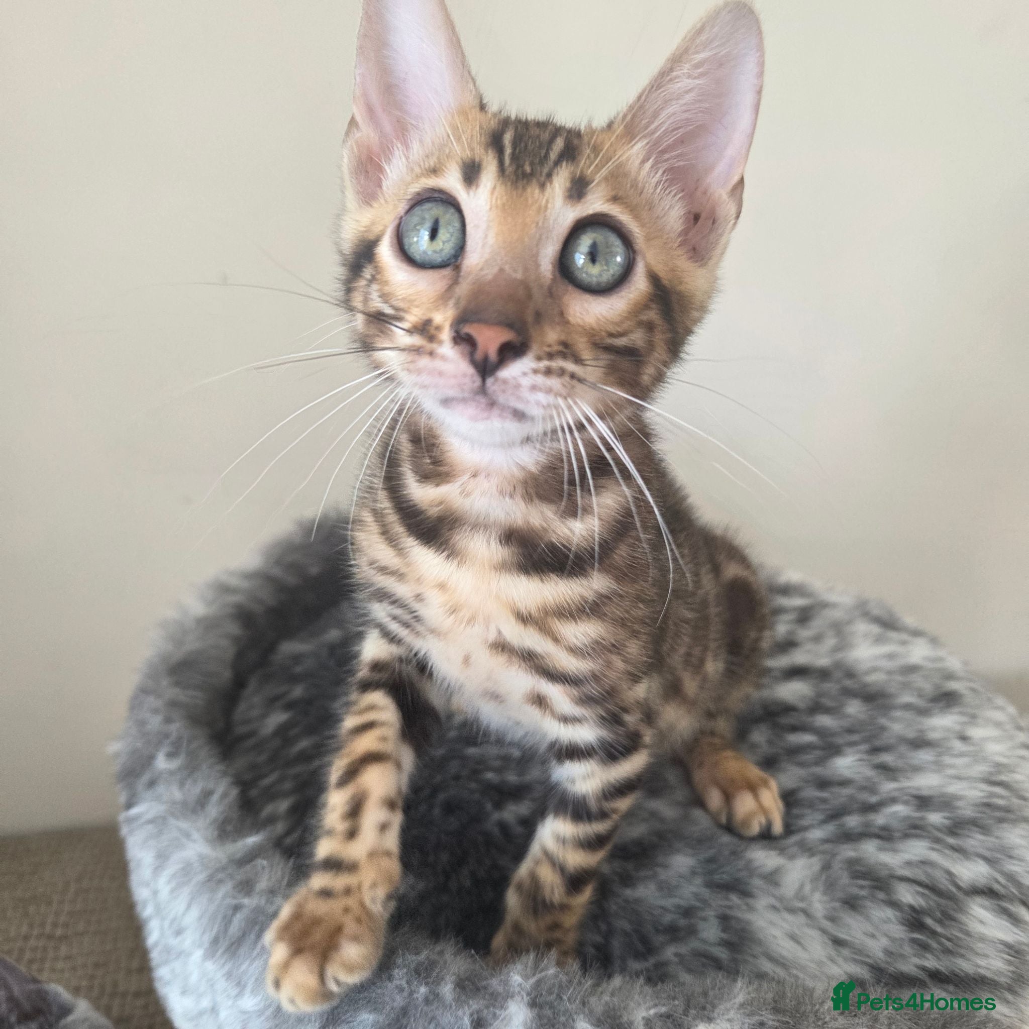 Bengal cats 💥ready now - LAST GIRL -Bengal Tica registered ⚜️ - Advert 14