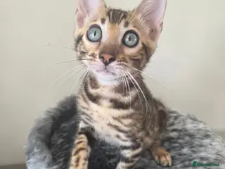 Bengal cats 💥ready now - LAST GIRL -Bengal Tica registered ⚜️ - Advert 14
