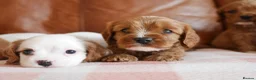 Cavapoo dogs for sale: Stunning Health Tested F1b Cavapoo Puppies - Advert 5