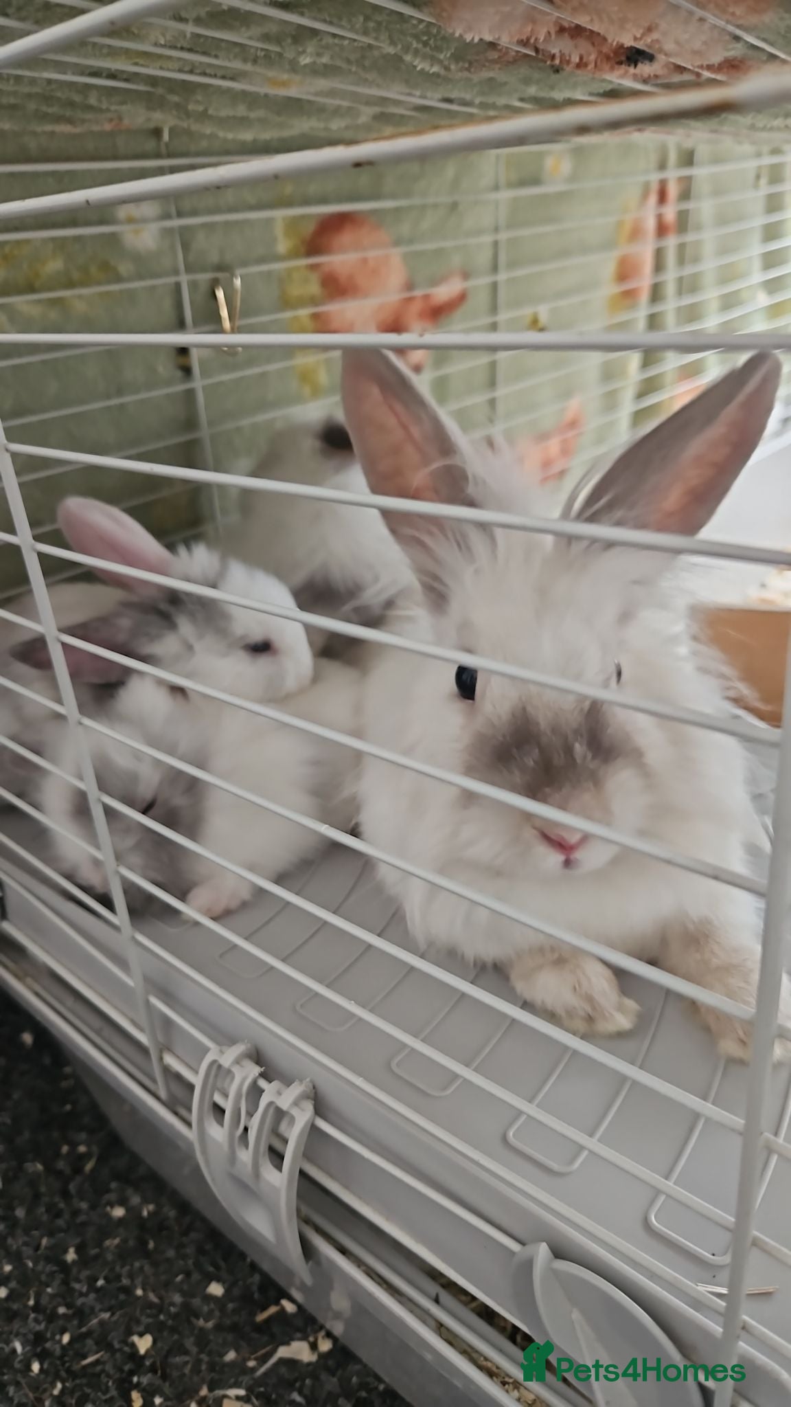 Lionhead rabbits Lionhead babies  - Advert 1