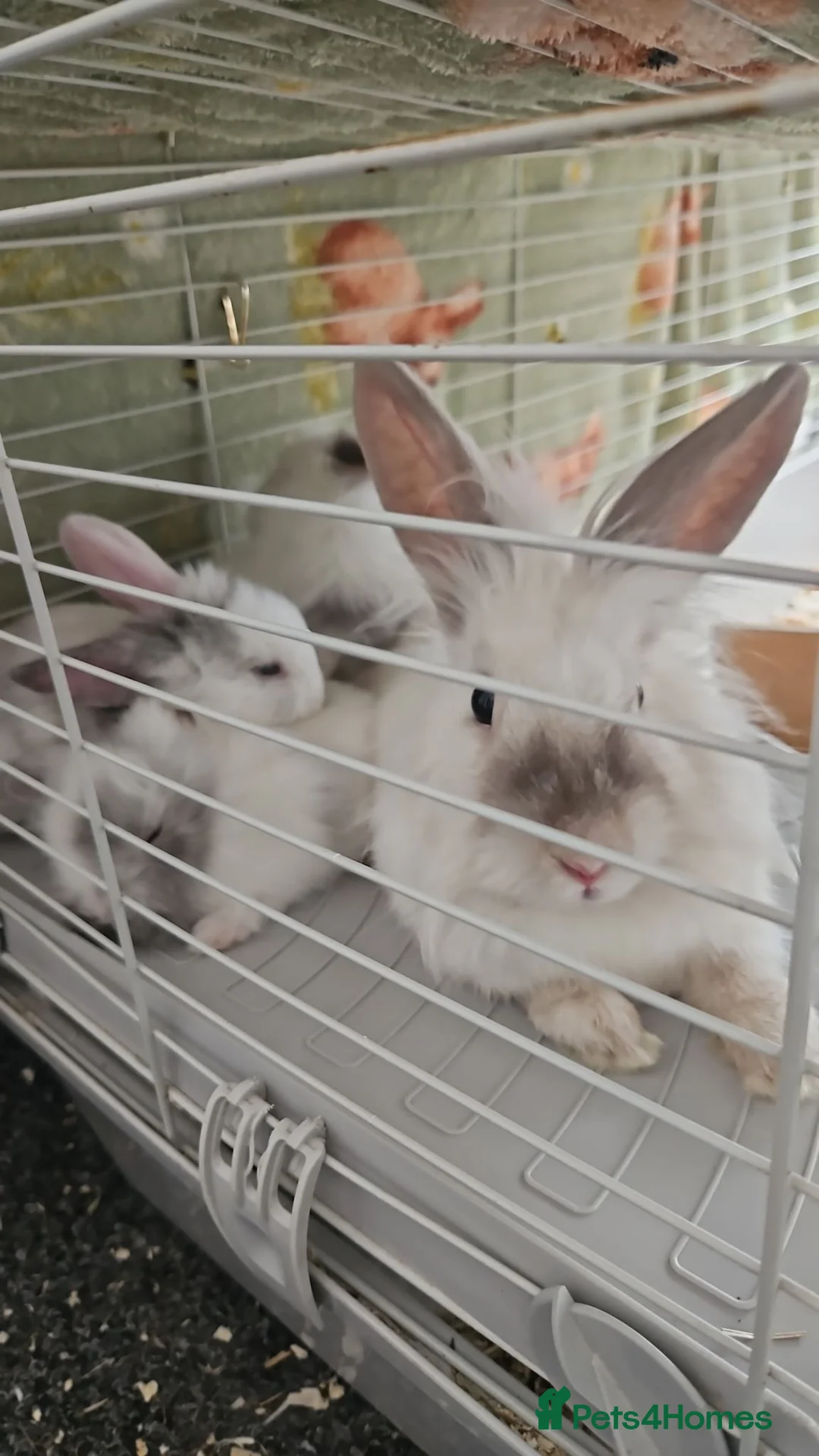 Lionhead rabbits for sale: Lionhead babies  - Advert 1