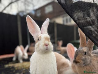 Continental Giant rabbits Giants Rabbits - Advert 7