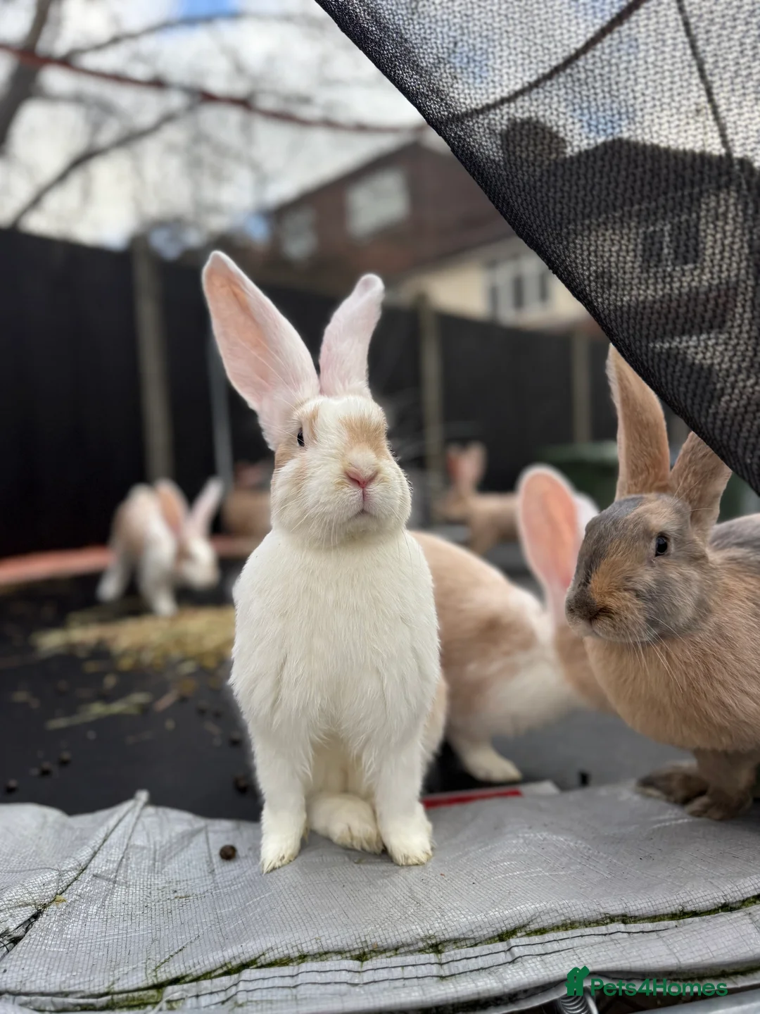 Continental Giant rabbits for sale: Giants Rabbits  - Advert 1