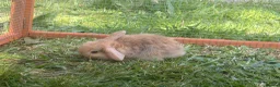 Mini Lop rabbits for sale: Mini lop bunnies  in Plymouth - Advert 7