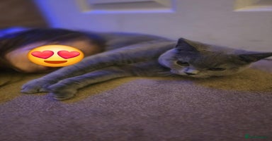 British Shorthair cats in Boston - Advert 16
