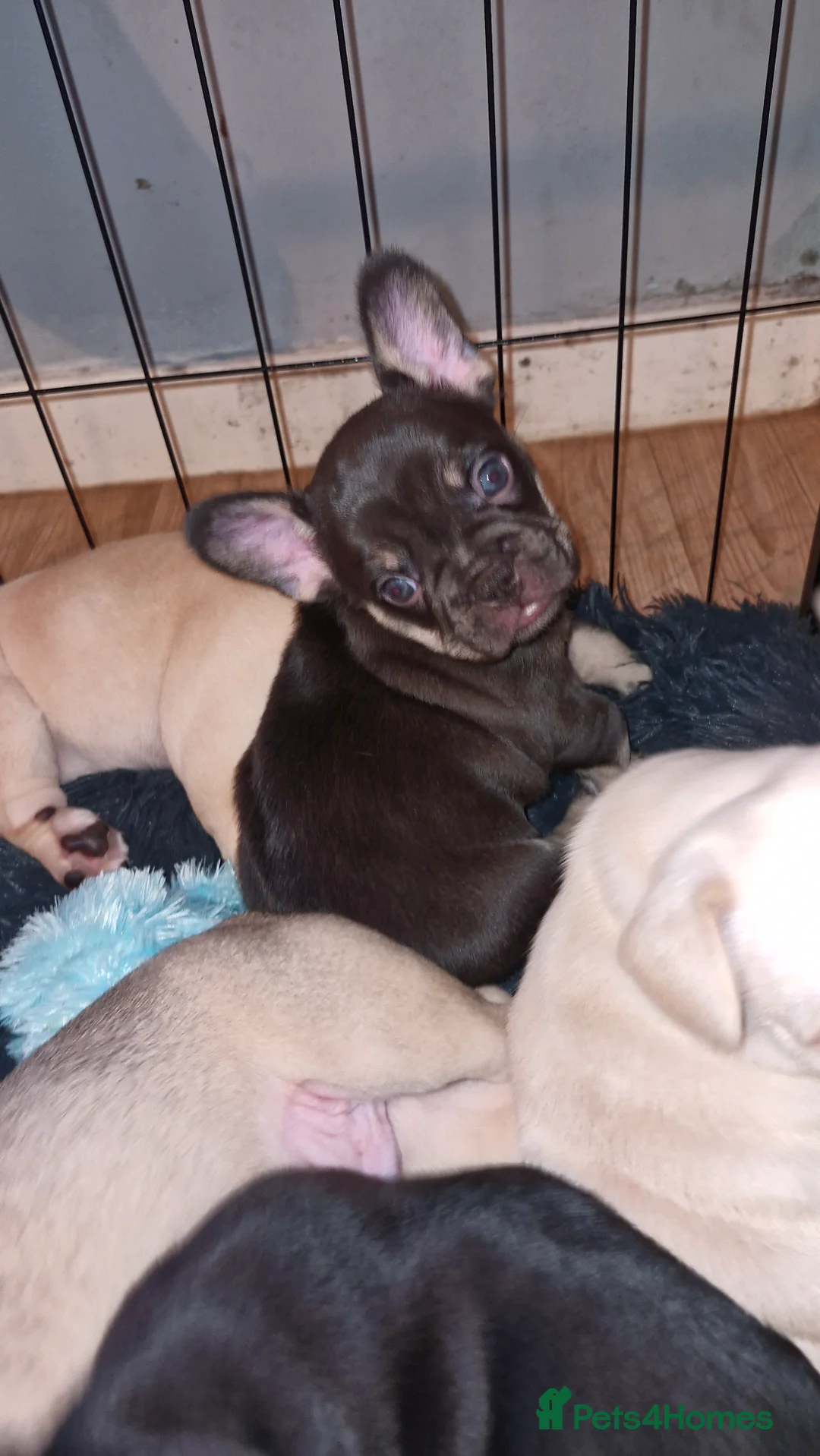 French Bulldog dogs for sale: French bulldog puppies  - Advert 5