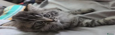 Ragdoll 2