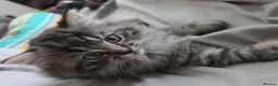 Ragdoll cats for sale: last remaining Ragdoll cross scottish strait - Advert 9