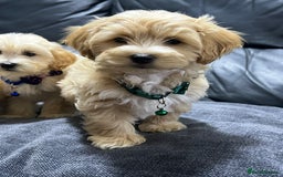 Maltipoo dogs for sale: Gourgeous maltipoo litter 🐶🐾 - Image 5