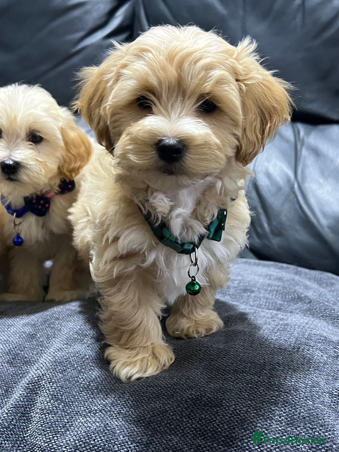 Maltipoo dogs for sale: Gourgeous maltipoo litter 🐶🐾 - Image 5