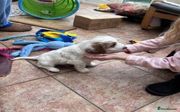 Australian Labradoodle dogs for sale: Genuine 100% Australian Labradoodle Puppies - Image 6