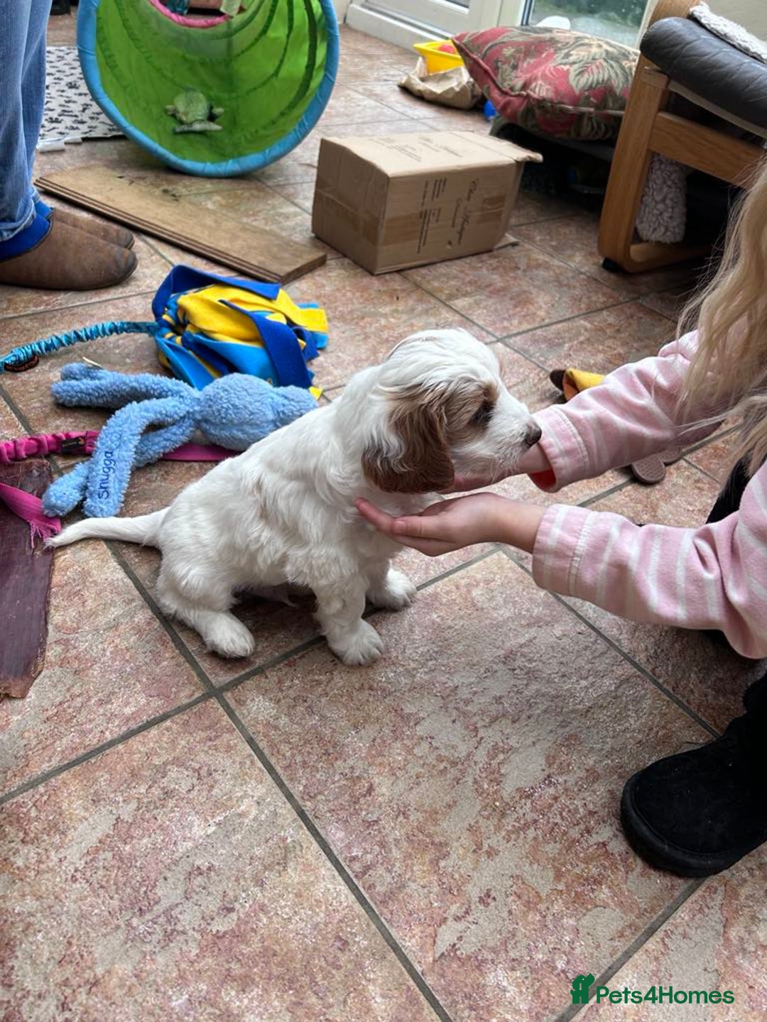 Australian Labradoodle dogs for sale: Genuine 100% Australian Labradoodle Puppies - Image 6