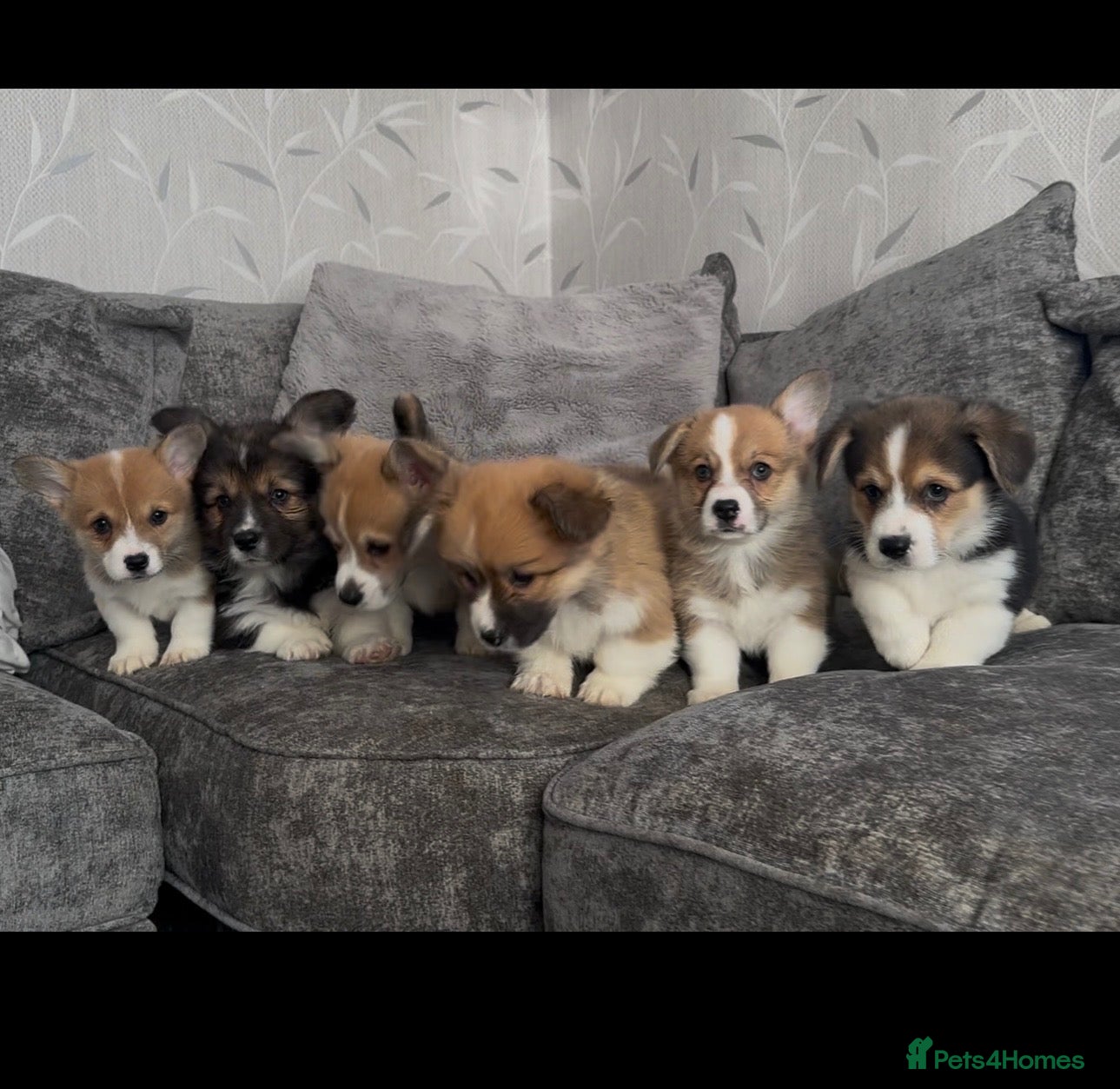Welsh Corgi Pembroke dogs KC REGISTERED PEMBROKE CORGI PUPS - Advert 5