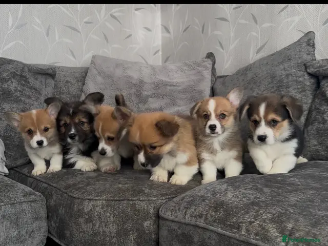 Welsh Corgi Pembroke dogs KC REGISTERED PEMBROKE CORGI PUPS - Advert 5