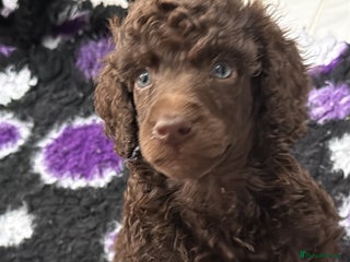 Standard Poodle dogs 2 GORGEOUS boys available KC registered S. Poodle - Advert 16