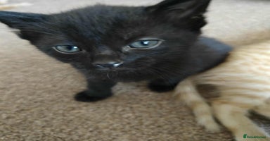 Mixed Breed cats - Advert 3