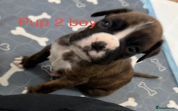 Boxer dogs for sale: Boxer puppies  - Image 2