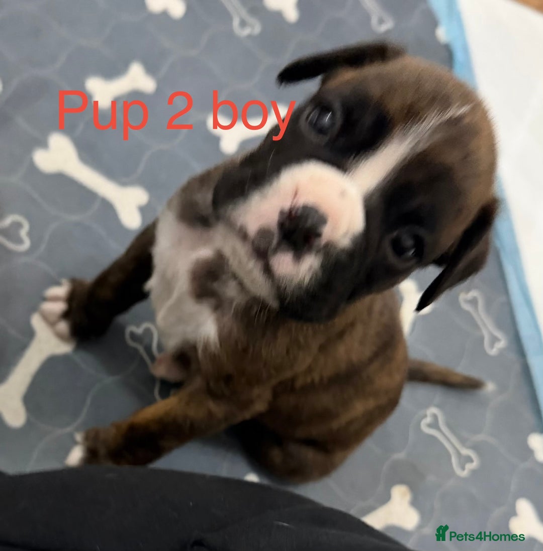 Boxer dogs for sale: Boxer puppies  - Image 2