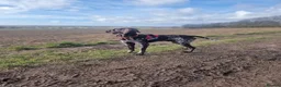 German Shorthaired Pointer dogs for sale: KC Registered German Shorthaired Pointer Puppies - Advert 9