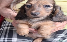 Miniature Dachshund dogs for sale: minature long haired daschund  - Image 2