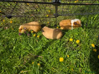 Guinea Pig rodents Trio of bonded boar guinea pigs - Advert 9