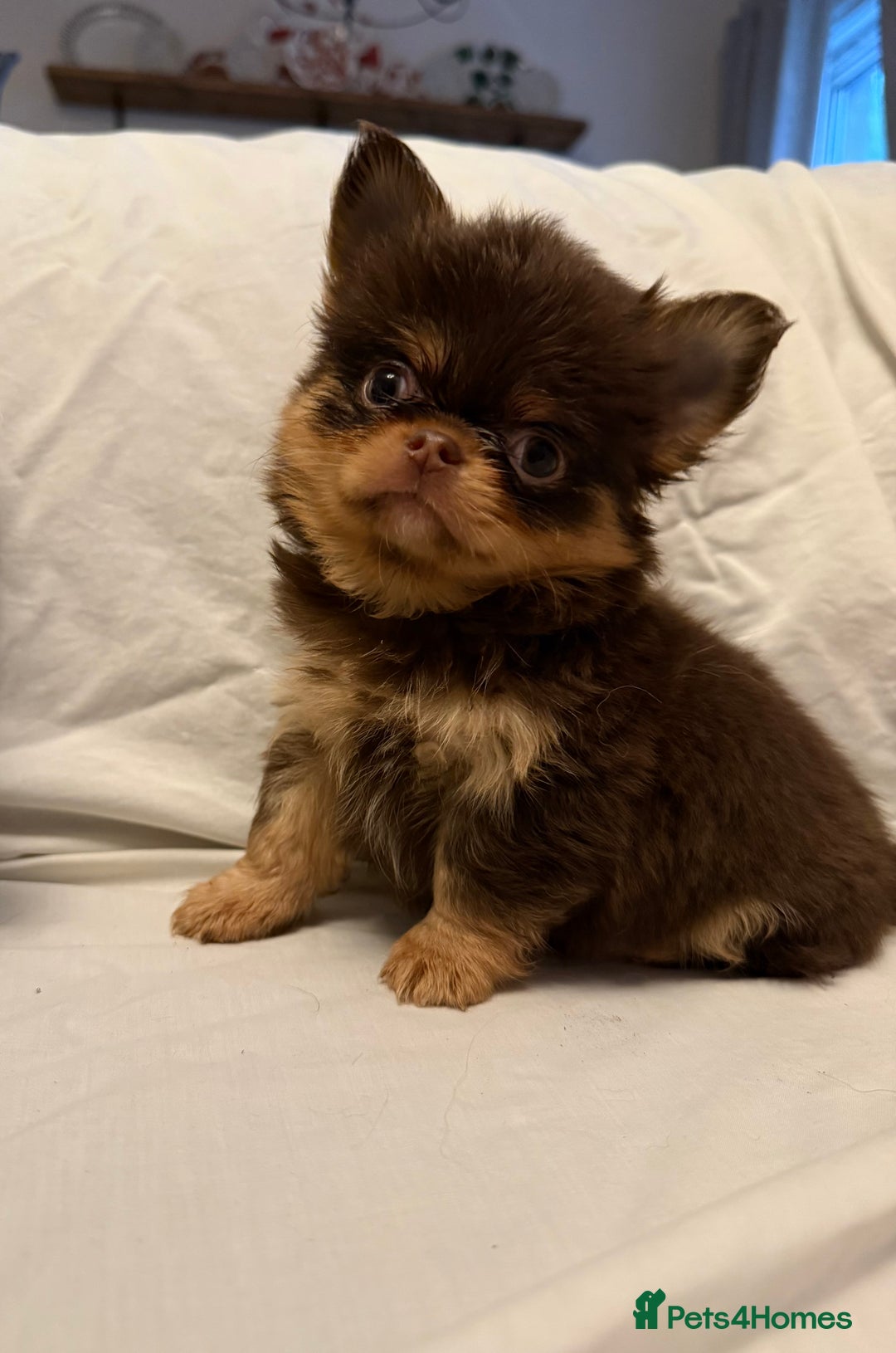 Chihuahua dogs for sale: Long coated Chihuahuas *super rare! - Advert 9