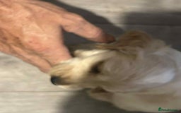 Cockapoo dogs for sale: 5 beautiful cockapoo's - Image 13