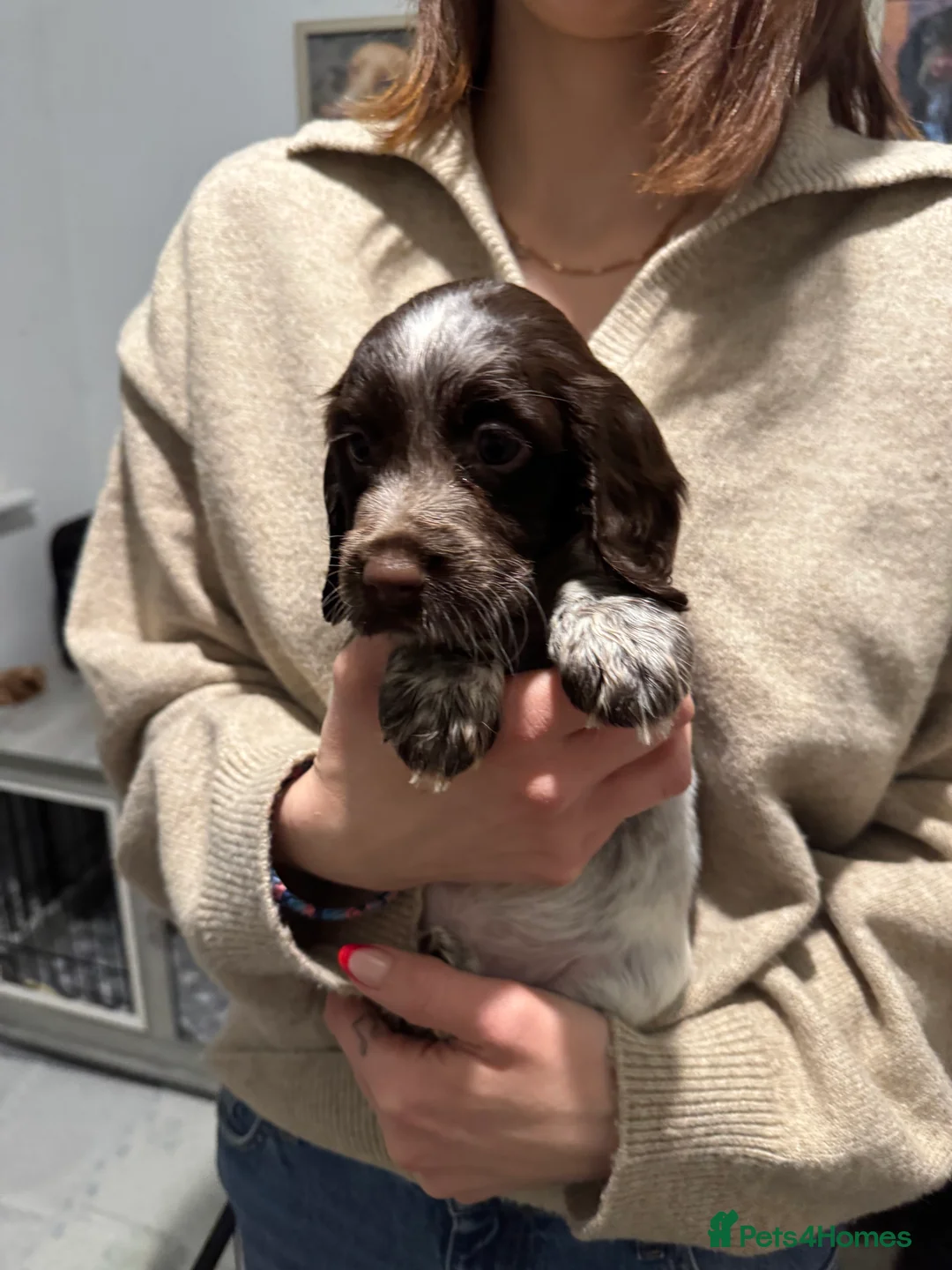 Cocker Spaniel dogs for sale: 4 Cocker Spaniel pups - unusual colours - Advert 7