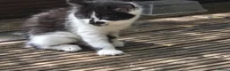 Mixed Breed cats for sale: Cute kittens for sale  - Advert 21