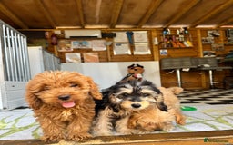 Cockapoo dogs for sale: F1 pra clear Cockapoos (council licensed breeder) - Image 5