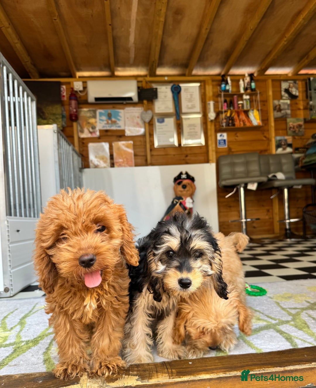 Cockapoo dogs for sale: F1 pra clear Cockapoos (council licensed breeder) - Image 5