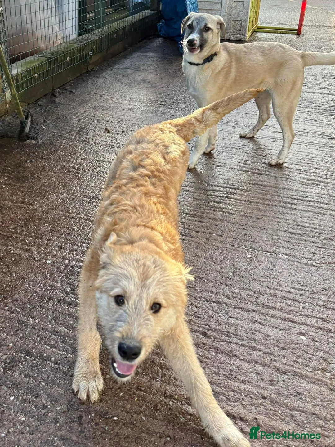 Mixed Breed dogs for adoption: Meet Toby, currently residing in Fife in Kirkcaldy - Advert 7