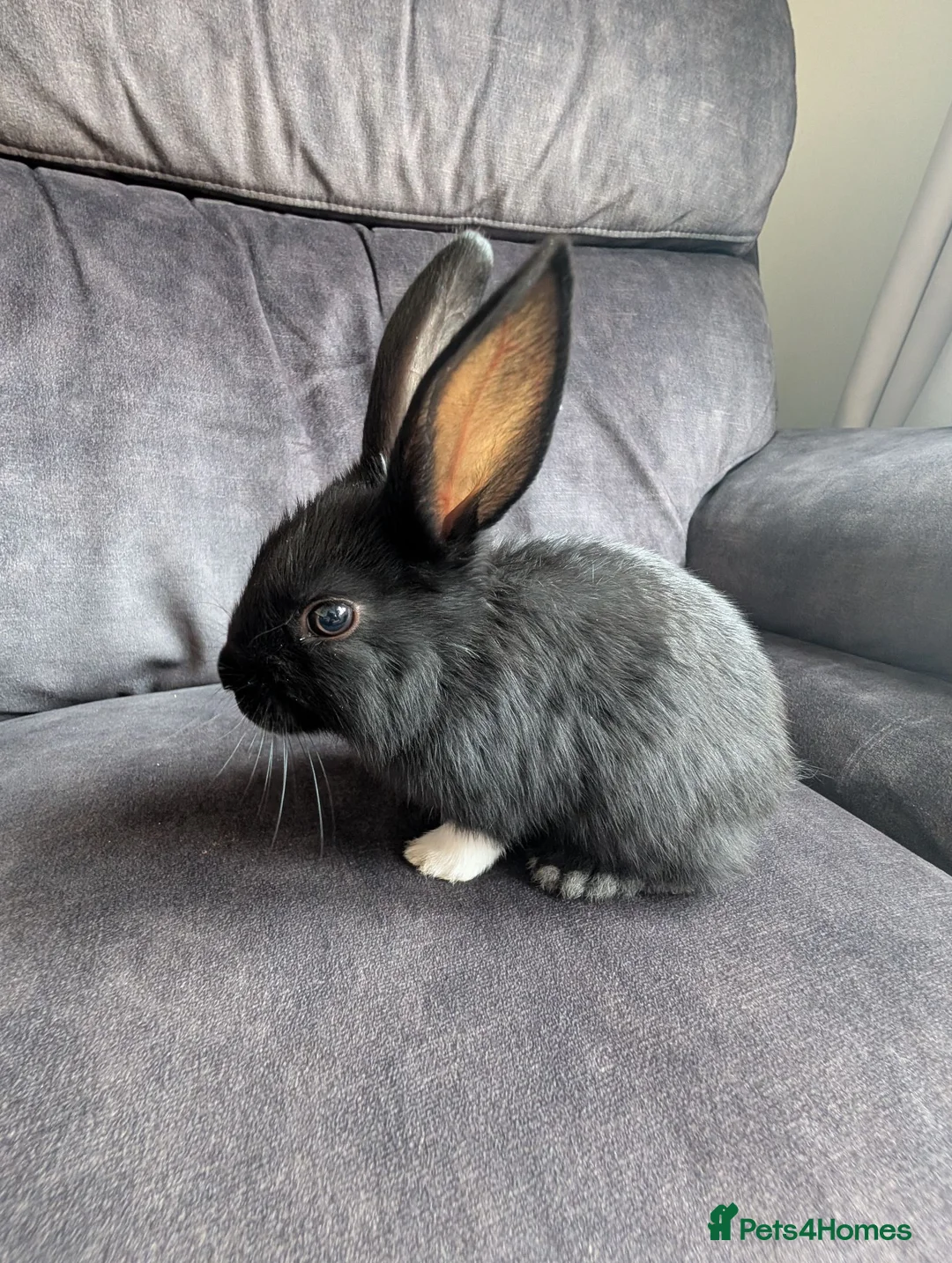 Mixed Breed rabbits for sale: Beautiful baby bunnies  - Advert 2