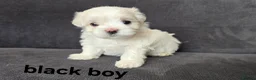 Maltese dogs for sale: ⭐️KC registered Maltese puppies⭐️ - Advert 36