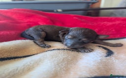 Cavapoo dogs for sale: One gorgeous cavapoo brown boy left ❤️ - Advert 13