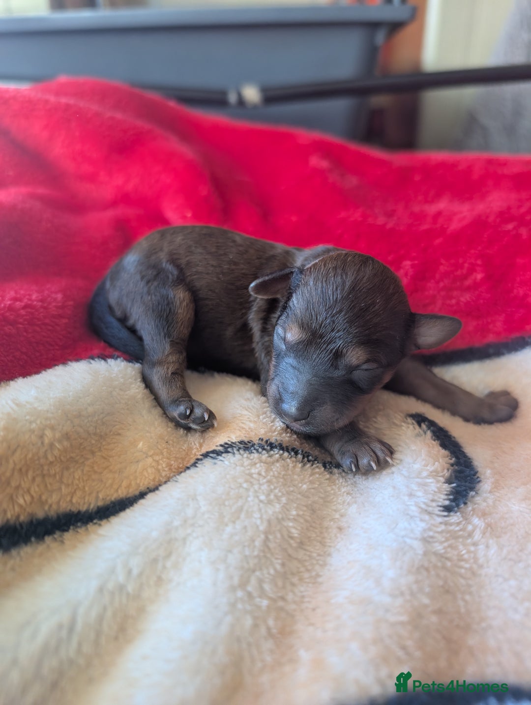 Cavapoo dogs for sale: One gorgeous cavapoo brown boy left ❤️ - Advert 13