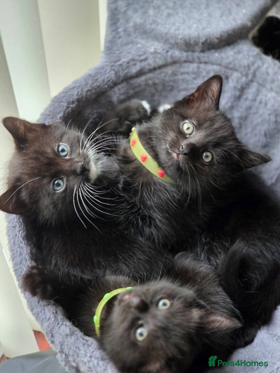 British Shorthair cats for sale: British Shorthair x Siberian Kittens  - Advert 1