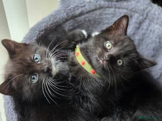 British Shorthair cats British Shorthair x Siberian Kittens - Advert 18