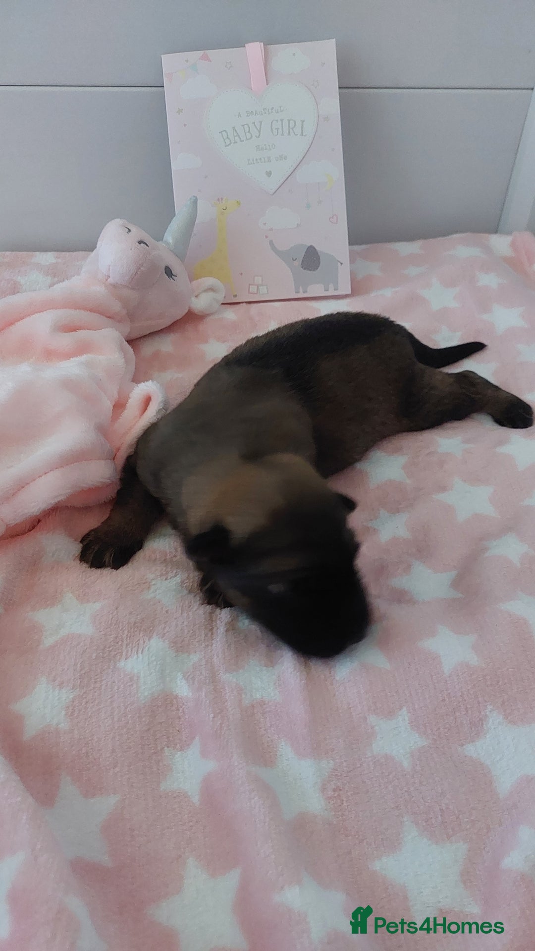 German Shepherd dogs for sale: 7  beautiful german shephered pups  - Image 13