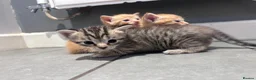 Mixed Breed cats for sale: Beautiful mixed litter for sale  - Advert 6
