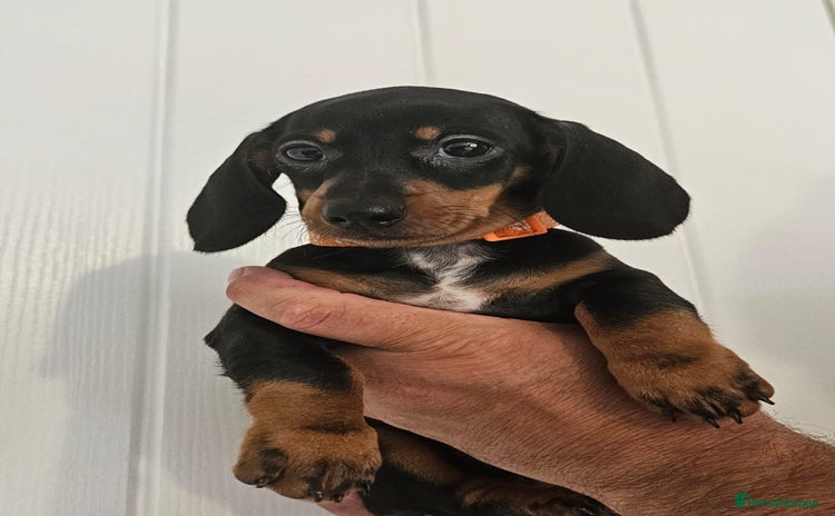 Dachshund dogs - Advert 8