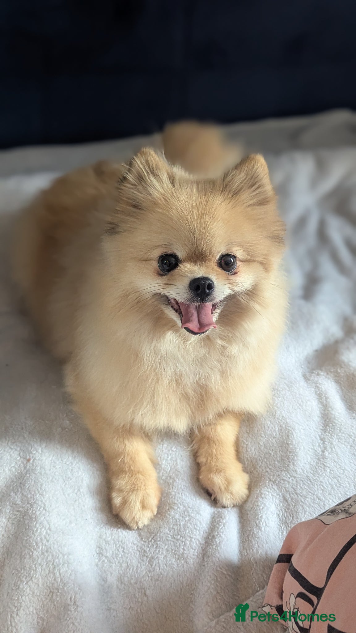 Pomeranian dogs Adorable Female Pomeranian seeking new home  - Advert 4
