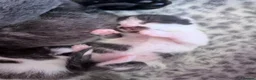 Domestic Shorthair cats for sale: Four beautiful healthy happy kittens  - Advert 28