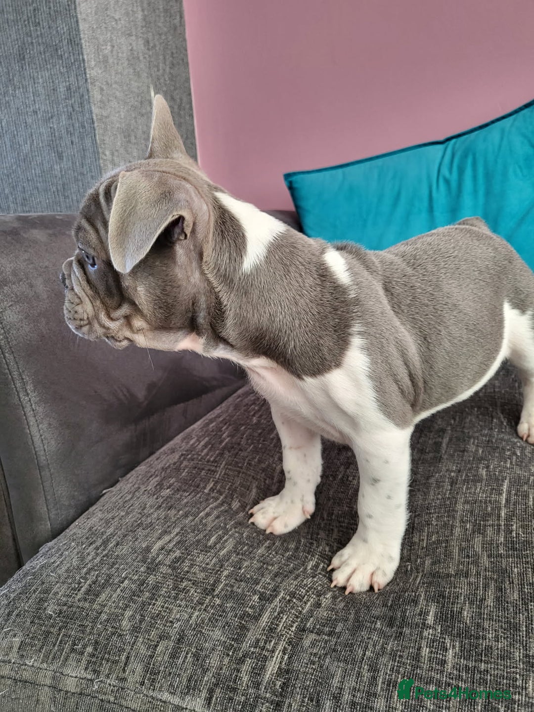 French Bulldog dogs for sale: KC Registered Frenchies ONLY 3 LEFT - Image 9