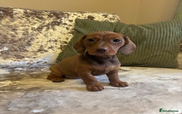 Miniature Dachshund dogs for sale: Miniature dachshund puppies - Image 11