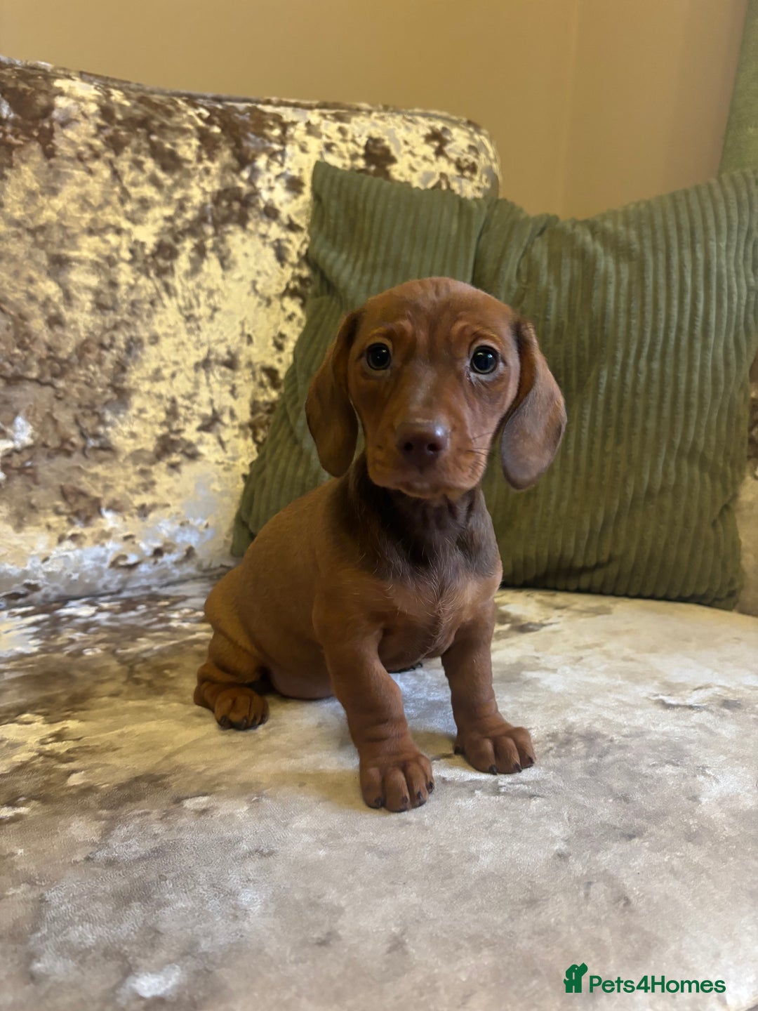 Miniature Dachshund dogs for sale: Miniature dachshund puppies - Image 11