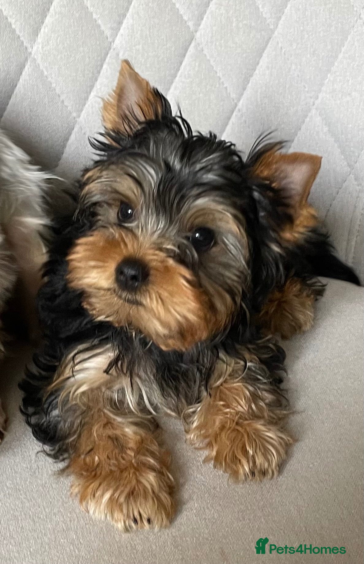 Yorkshire Terrier dogs Yorkshire Terrier male puppy - Advert 6