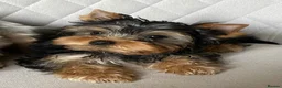 Yorkshire Terrier dogs for sale: Yorkshire Terrier male puppy - Advert 1