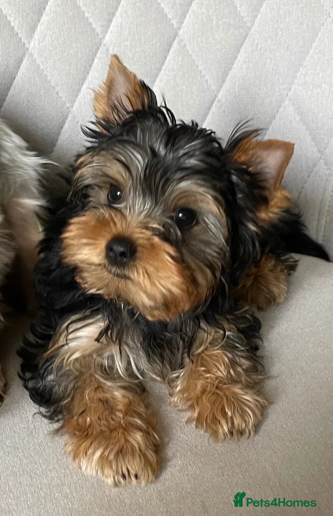 Yorkshire Terrier dogs for sale: Yorkshire Terrier male puppy - Advert 1
